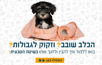 Read more about the article דוג לידר
